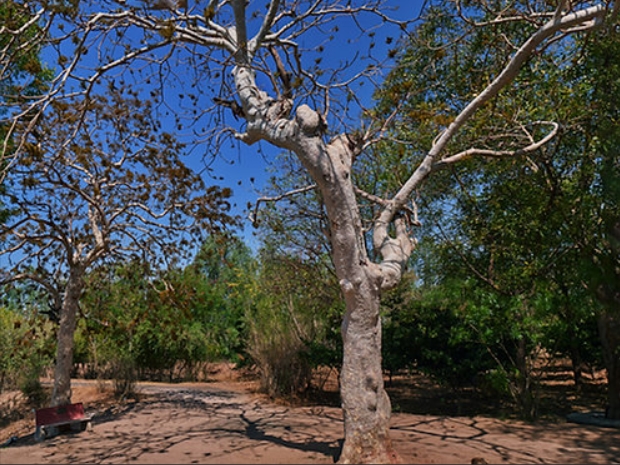 Gum Karaya product photo - main preview